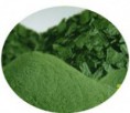 Spirulina en polvo, x 50 grs.